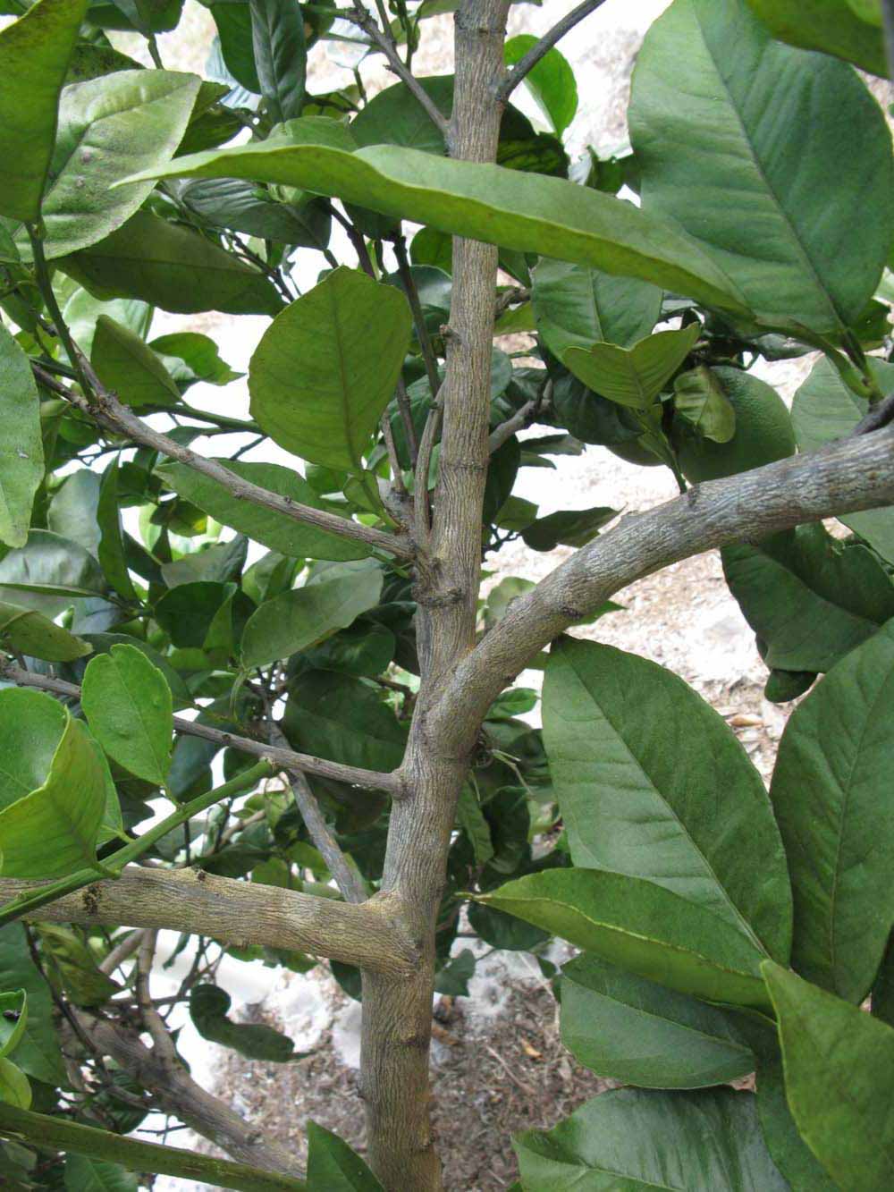              Shade leaves (Winter Haven, FL)       